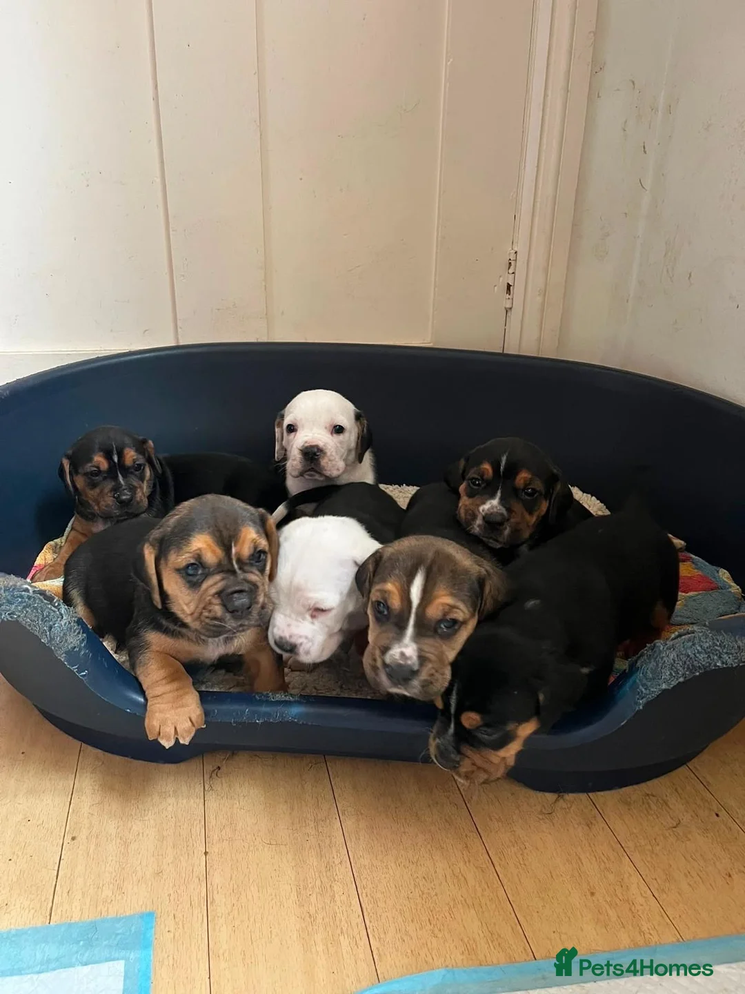 Mixed Breed dogs for sale: Happy Accident!! Bully Basset Puppies  in Norwich - Advert 7