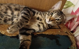 Mixed Breed cats for sale: Bengal Markings Red , Torbie , Silver Rossetted - Image 12