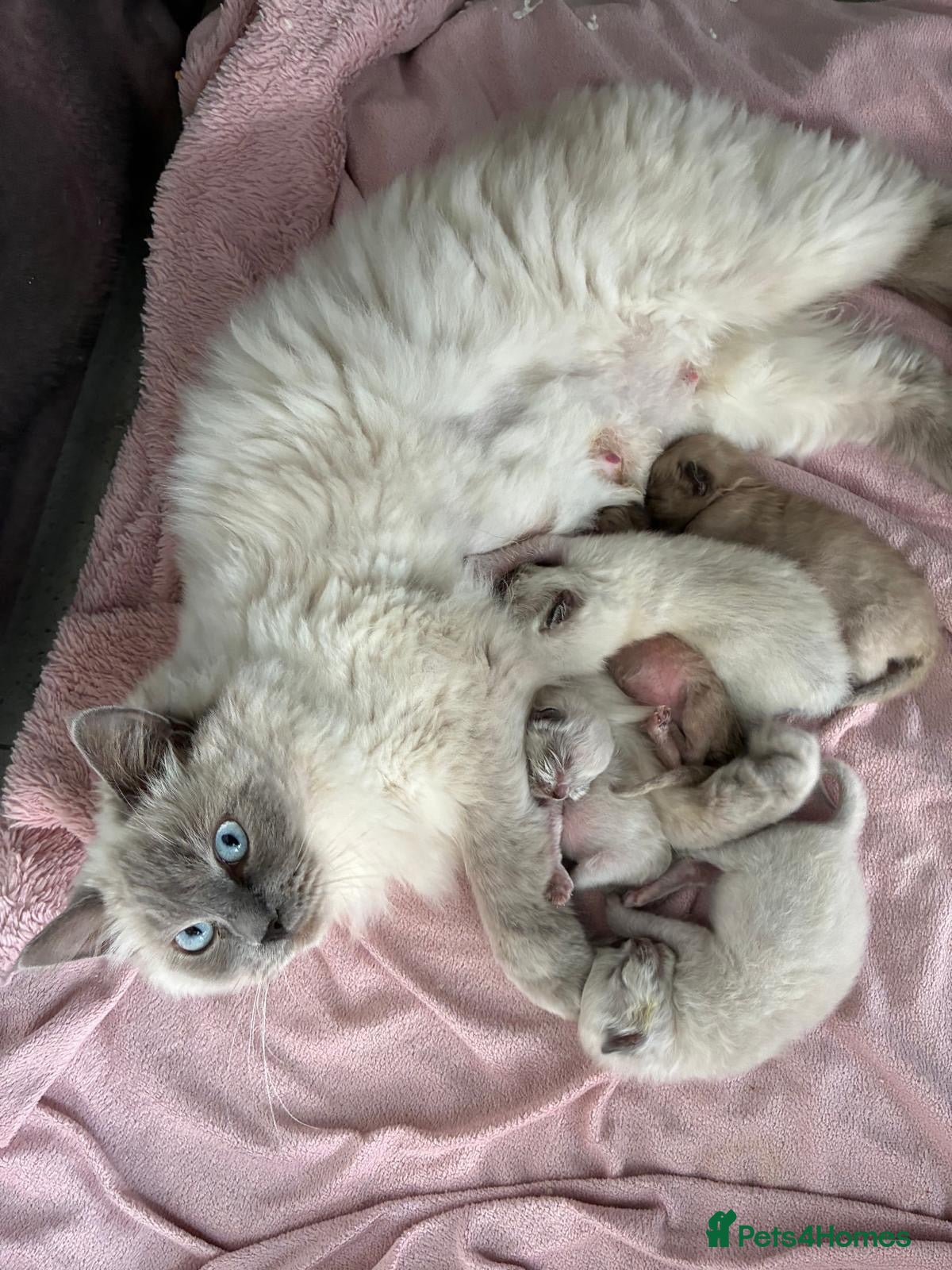 Ragdoll cats Full breed ragdoll kittens mink - Advert 16