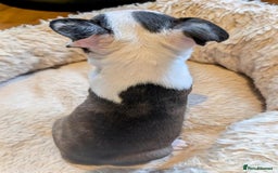 Boston Terrier dogs for sale: Adorable KC reg Boston Terrier Puppies - Image 22