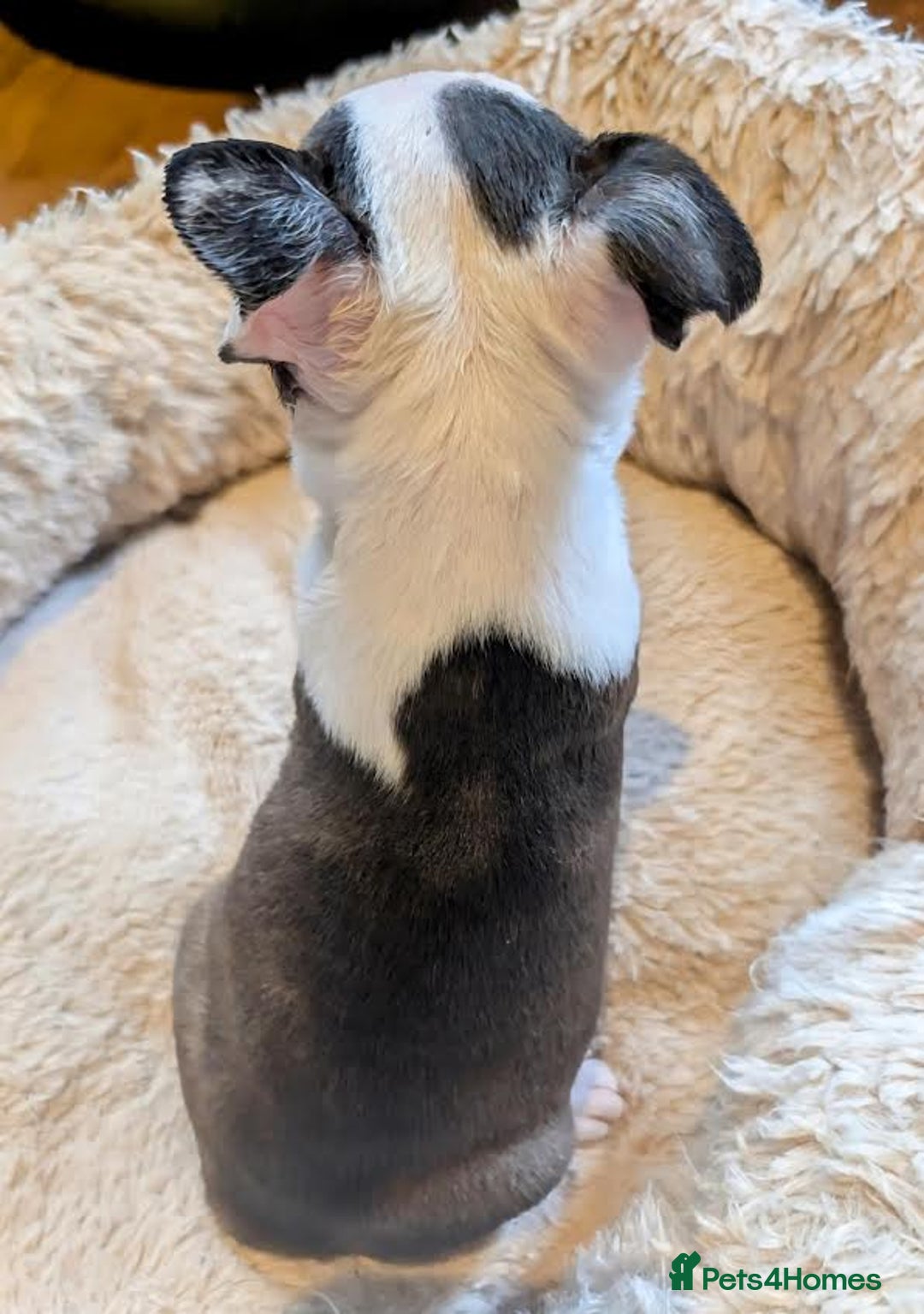 Boston Terrier dogs for sale: Adorable KC reg Boston Terrier Puppies - Image 22