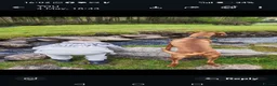 Hungarian Vizsla dogs for sale: Beautiful pedigree Hungarian vizsla litter of 9  - Advert 9