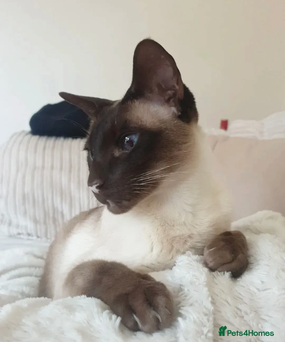Siamese cats for sale: Siamese  in Hatfield - Advert 2
