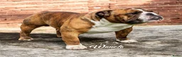 English Bulldog dogs for sale: STUNNING LITTER OF 6 BULLDOGS - Advert 5