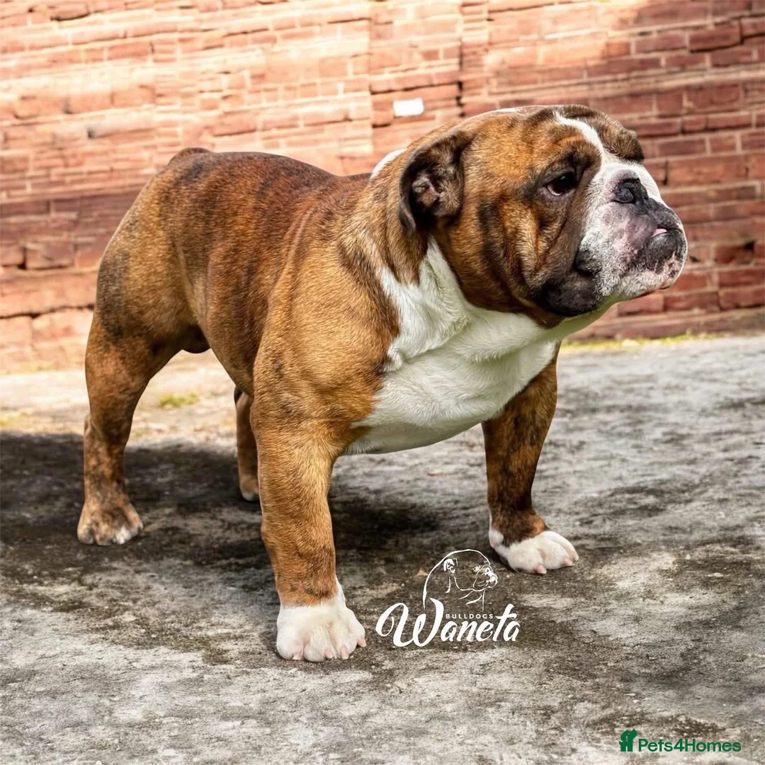 English Bulldog dogs for sale: STUNNING LITTER OF 6 BULLDOGS - Advert 5