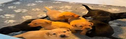 Labrador Retriever dogs for sale: KC REG Yellow/fox red and Black Labrador puppies  - Advert 4