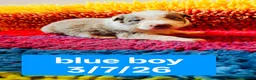 Border Collie dogs for sale: KC registered Border collie pups for sale - Advert 6