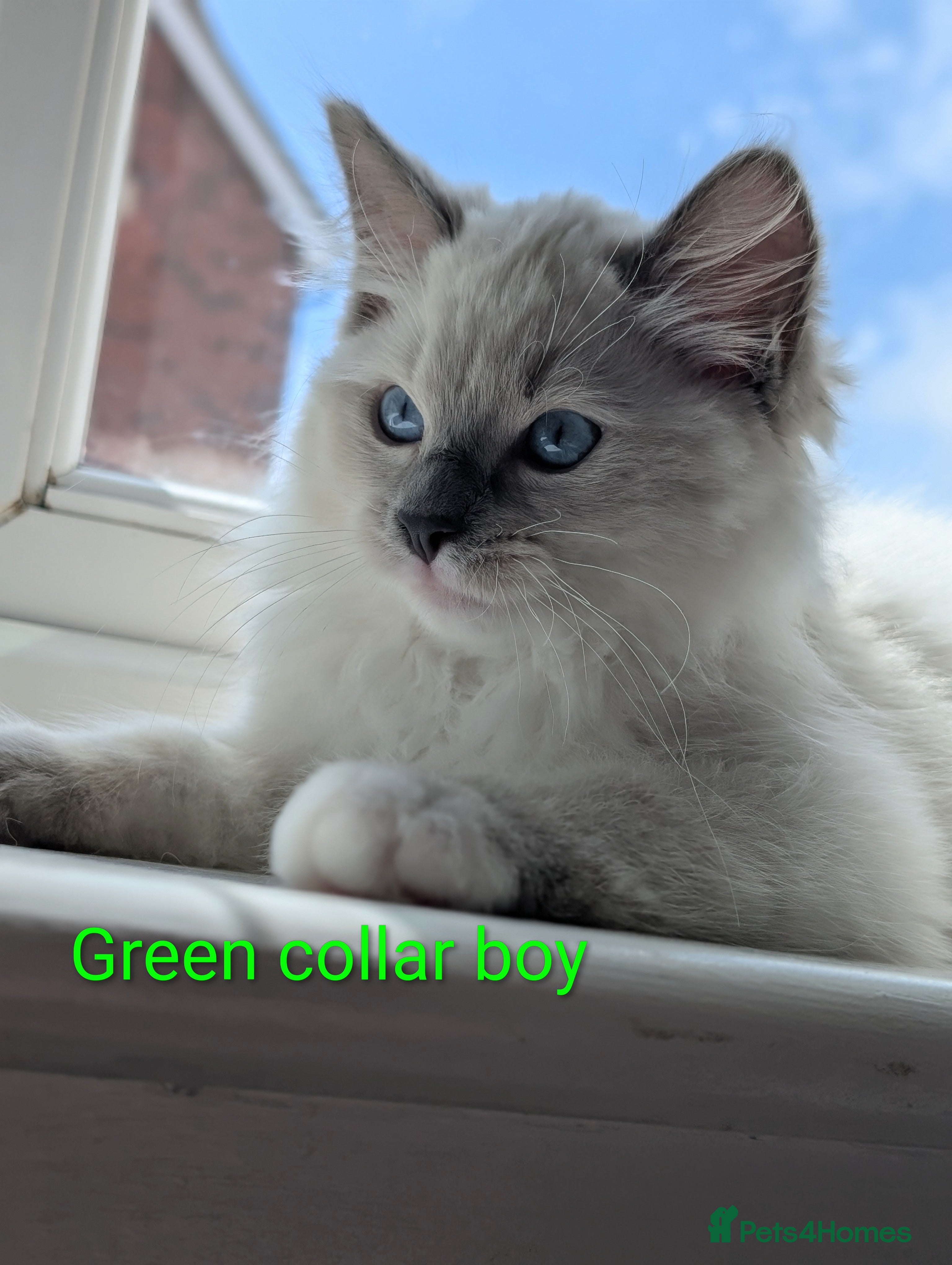 Ragdoll cats Grand champion lines TICA reg Ragdoll kittens  - Advert 7