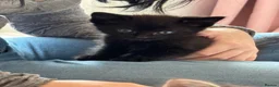 Mixed Breed cats for sale: Kittens - Advert 2