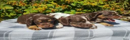 Cocker Spaniel dogs for sale: Cocker Spaniel Puppies  - Advert 24