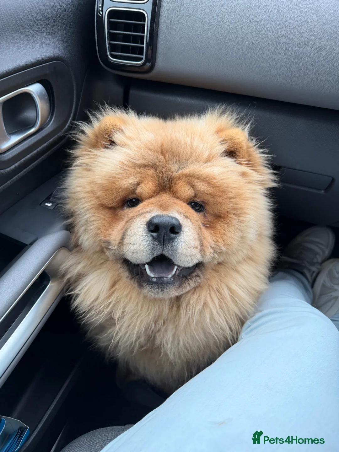 Chow Chow dogs for sale: 1 year old Chow Chow - Advert 1