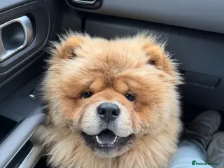 Chow Chow dogs 1 year old Chow Chow - Advert 13