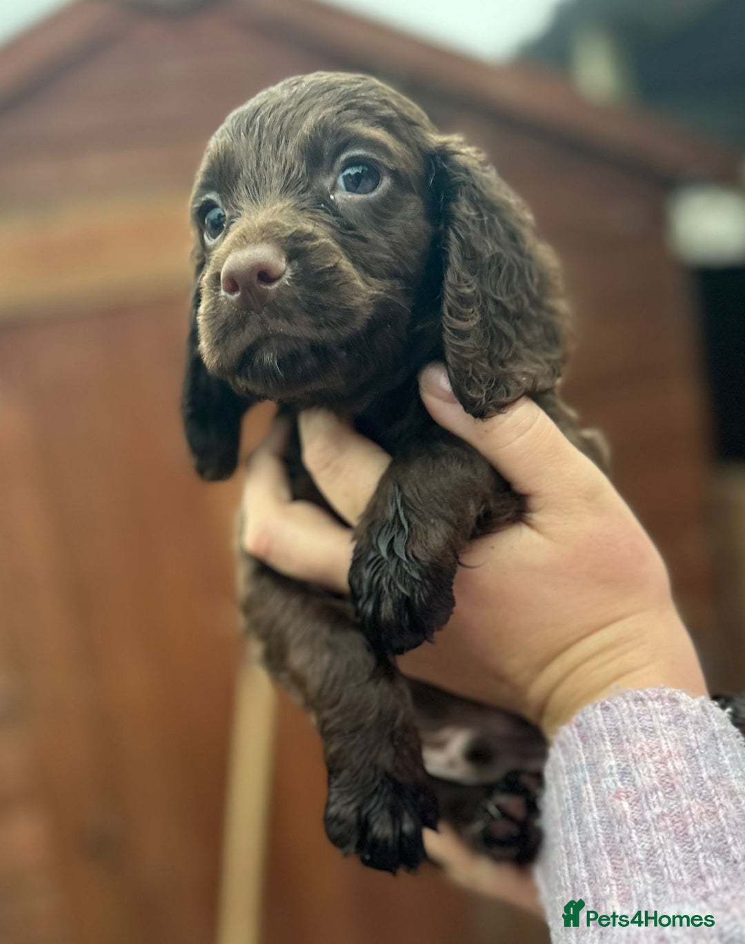 Sprocker dogs for sale: Sprocker spaniel puppies - Advert 7