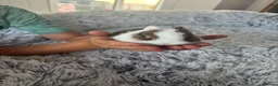 Netherland Dwarf rabbits for sale: Netherland Dwarf rabbits  - Advert 9