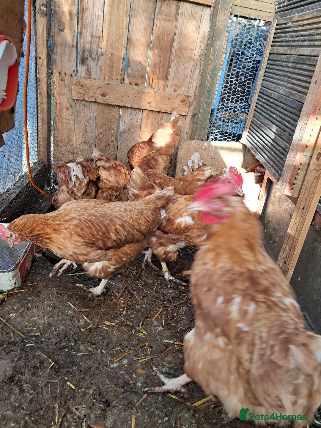 Chickens poultry for sale: Warren/lohman brown 18 months old for sale - Advert 7