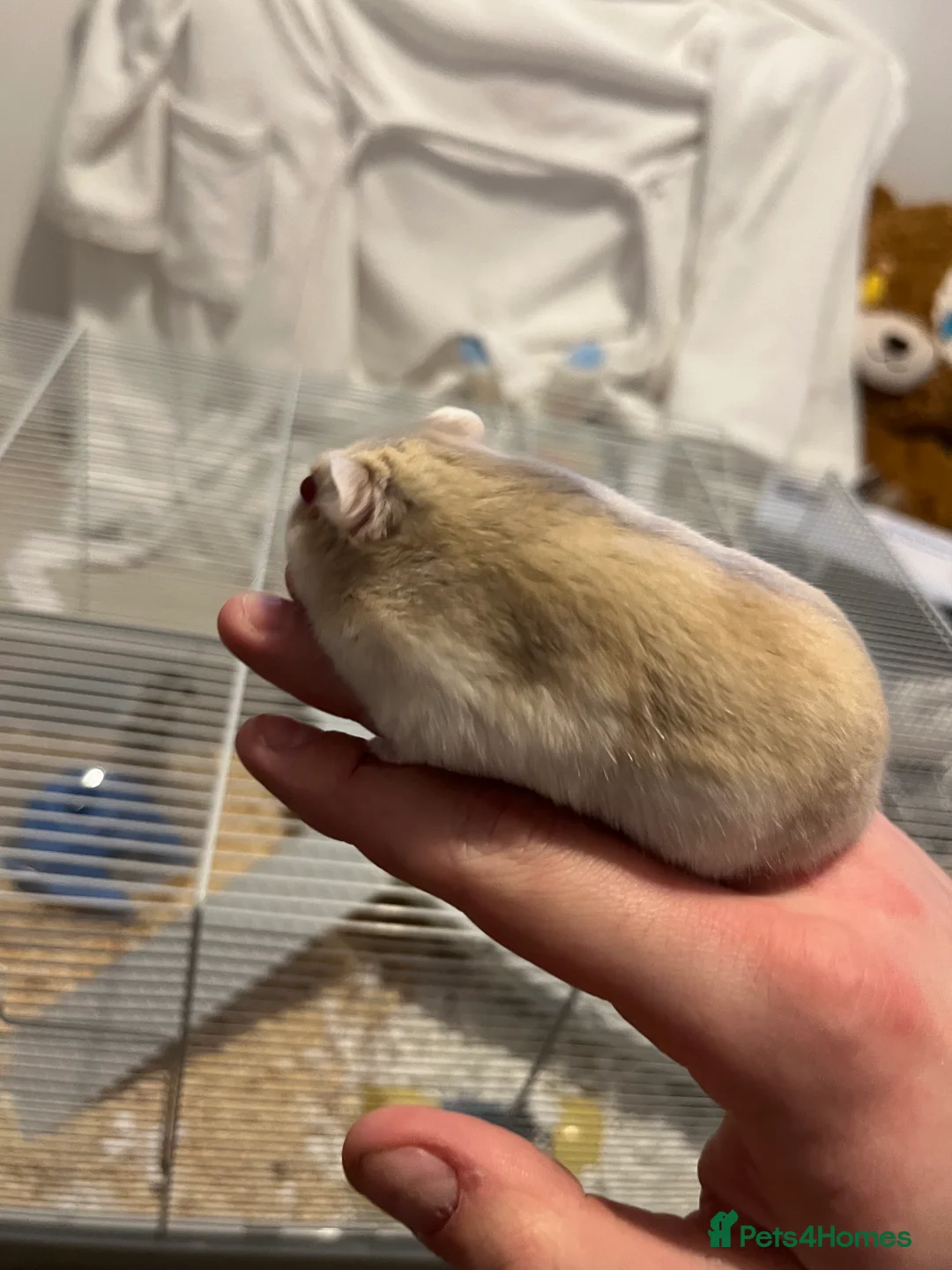 Hamster rodents for sale: 2 Male Russian Dwarf Hamsters  - Advert 2