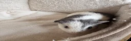 Guinea Pig rodents for sale: Beautiful and friendly guinea pig babies  - Advert 25