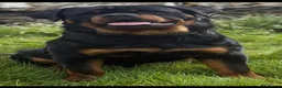 Rottweiler dogs for sale: 🤍PRADAS PUPPYS 🤍 in Wick - Advert 3