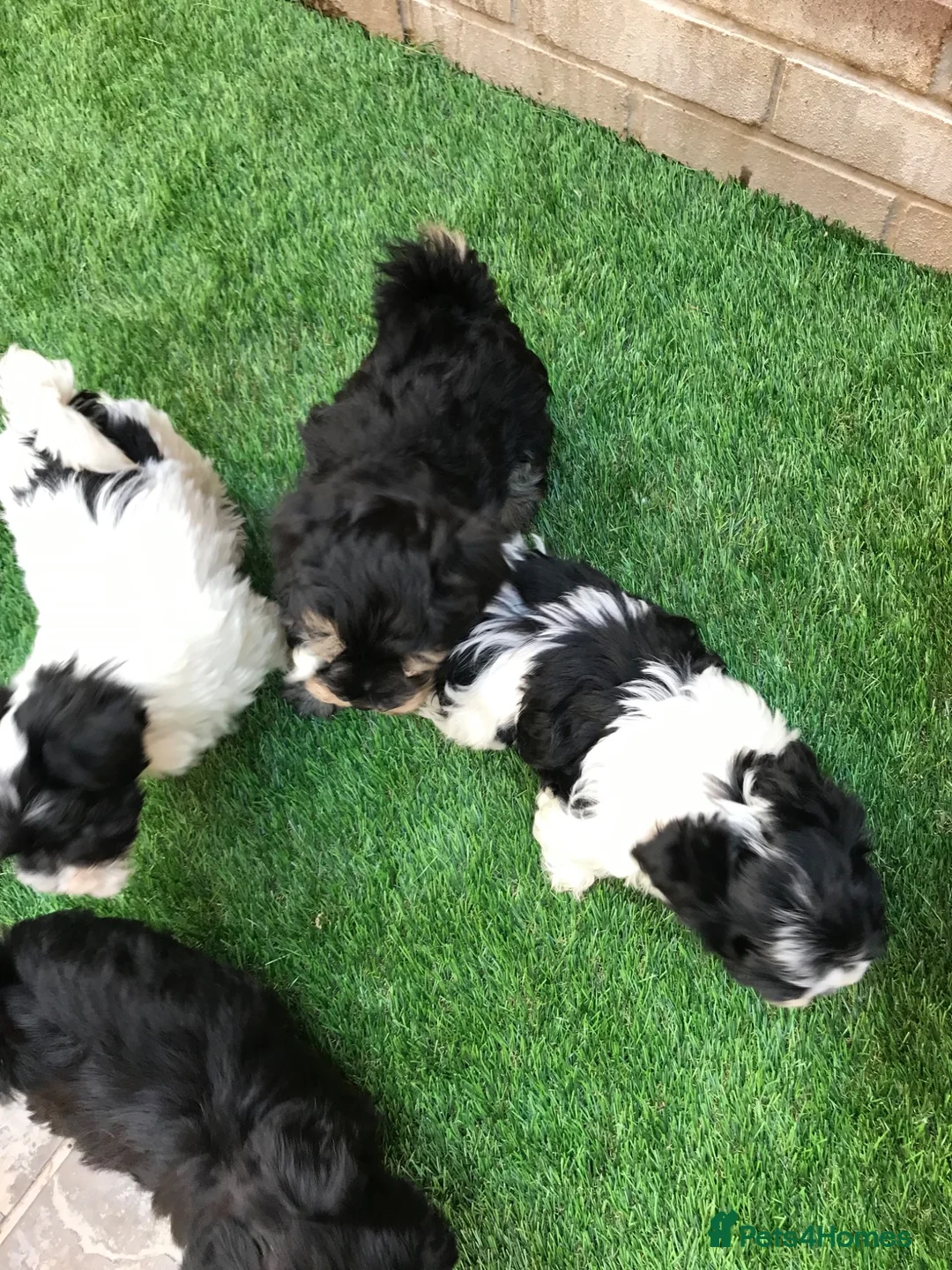 Havanese dogs for sale: Stunning Havanese puppies  in Bournemouth - Advert 2