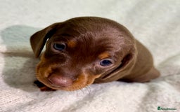 Miniature Dachshund dogs for sale: Mini Dachshund KC Reg -  ONLY 3 MALE PUPS LEFT!  - Advert 25