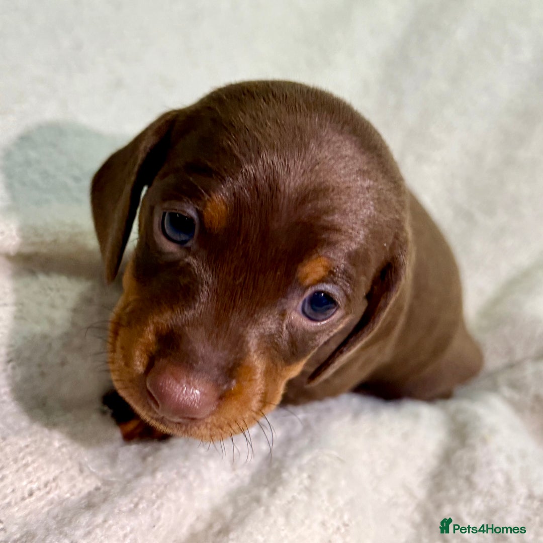 Miniature Dachshund dogs for sale: Mini Dachshund KC Reg -  ONLY 3 MALE PUPS LEFT!  - Advert 25