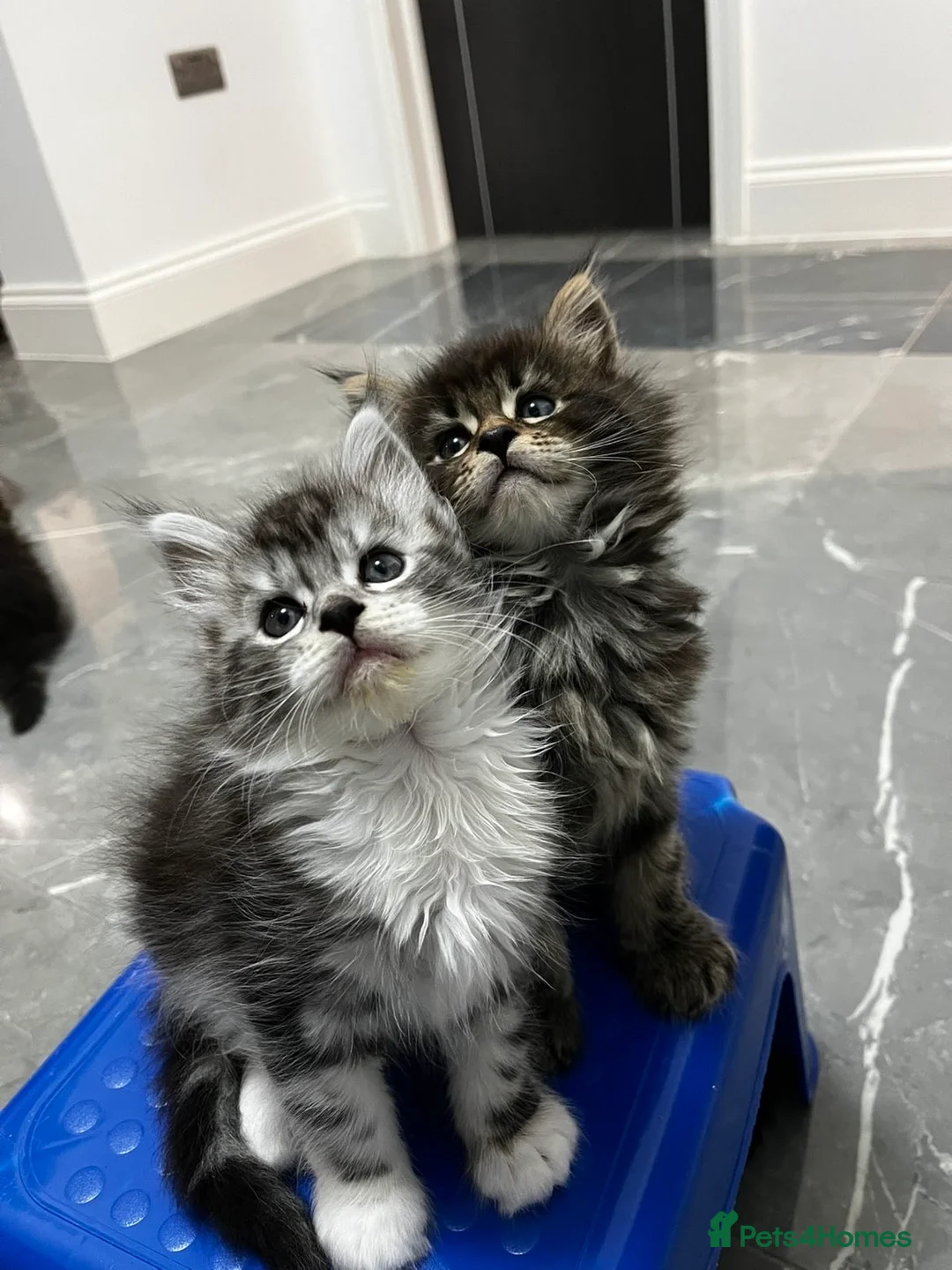 Maine Coon cats for sale: NEW YEARS EVE MAINE COON KITTENS - Advert 11
