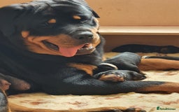 Rottweiler dogs for sale: Old fashioned big rottweiler pups  - Image 1