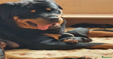 Rottweiler dogs - Advert 2