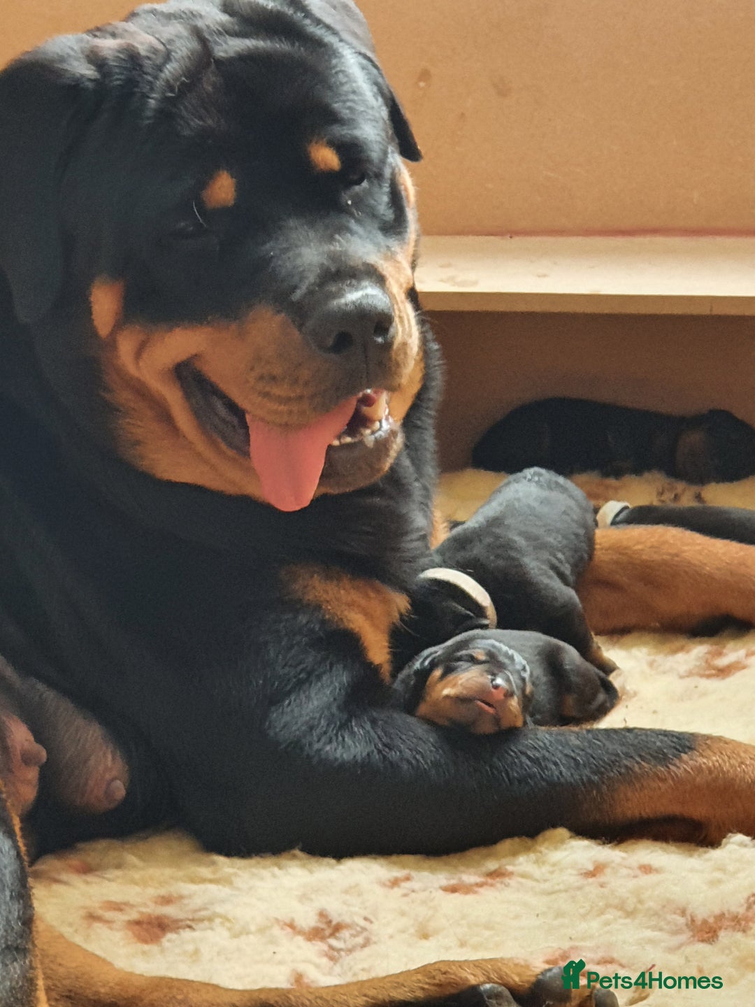 Rottweiler dogs for sale: Old fashioned big rottweiler pups  - Image 1