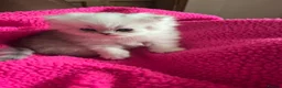 Persian cats for sale: Persian silver chinchilla kittens  - Advert 17