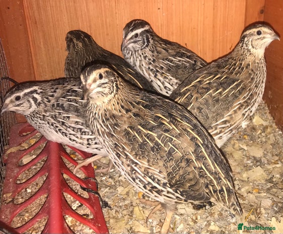 Quail poultry - Advert 2