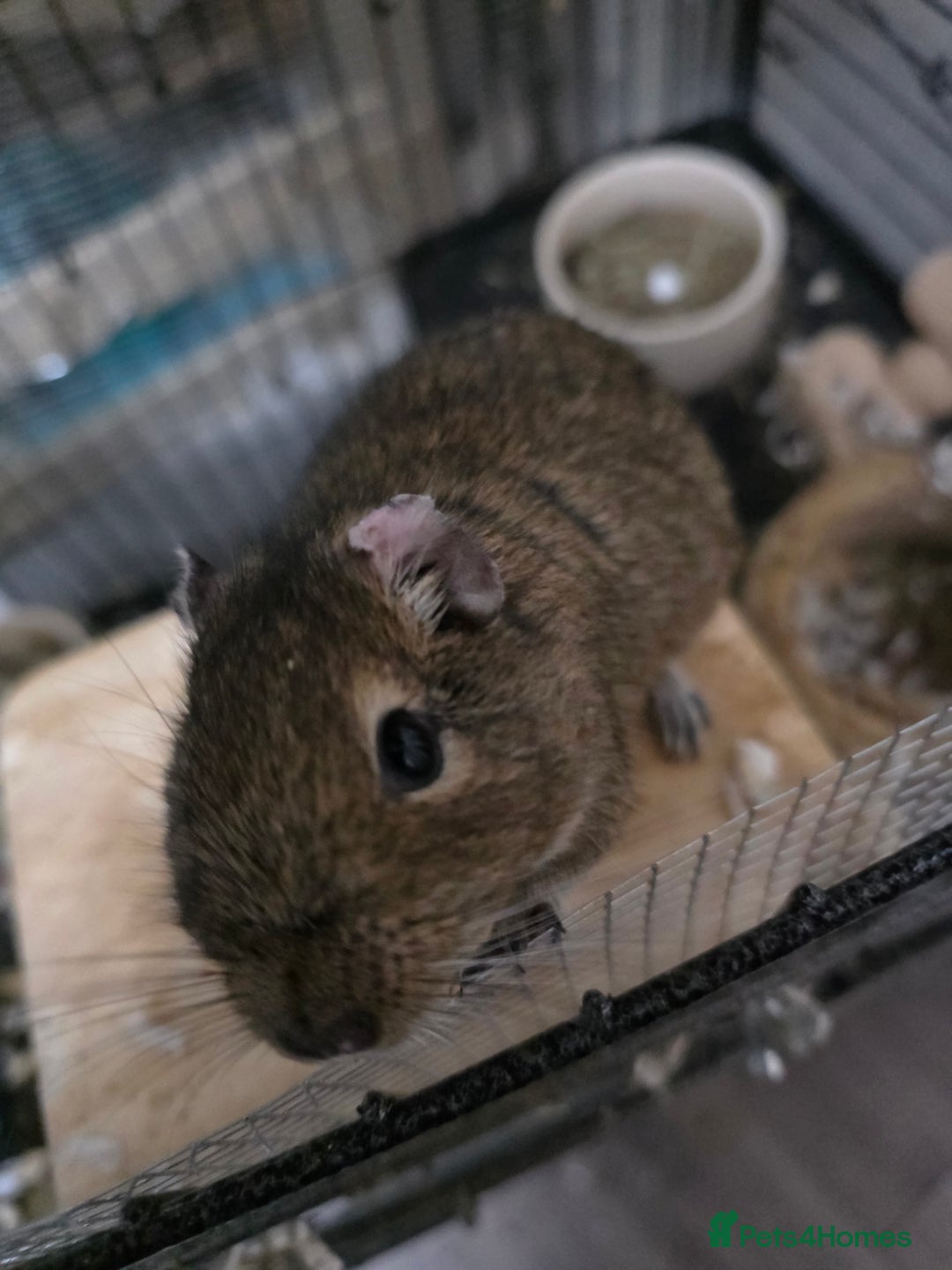 Degus rodents for sale: 3 Degus and cage looking for forever home  - Advert 5
