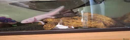 Axolotl reptiles for sale: 2 x Axolotls  - Advert 6
