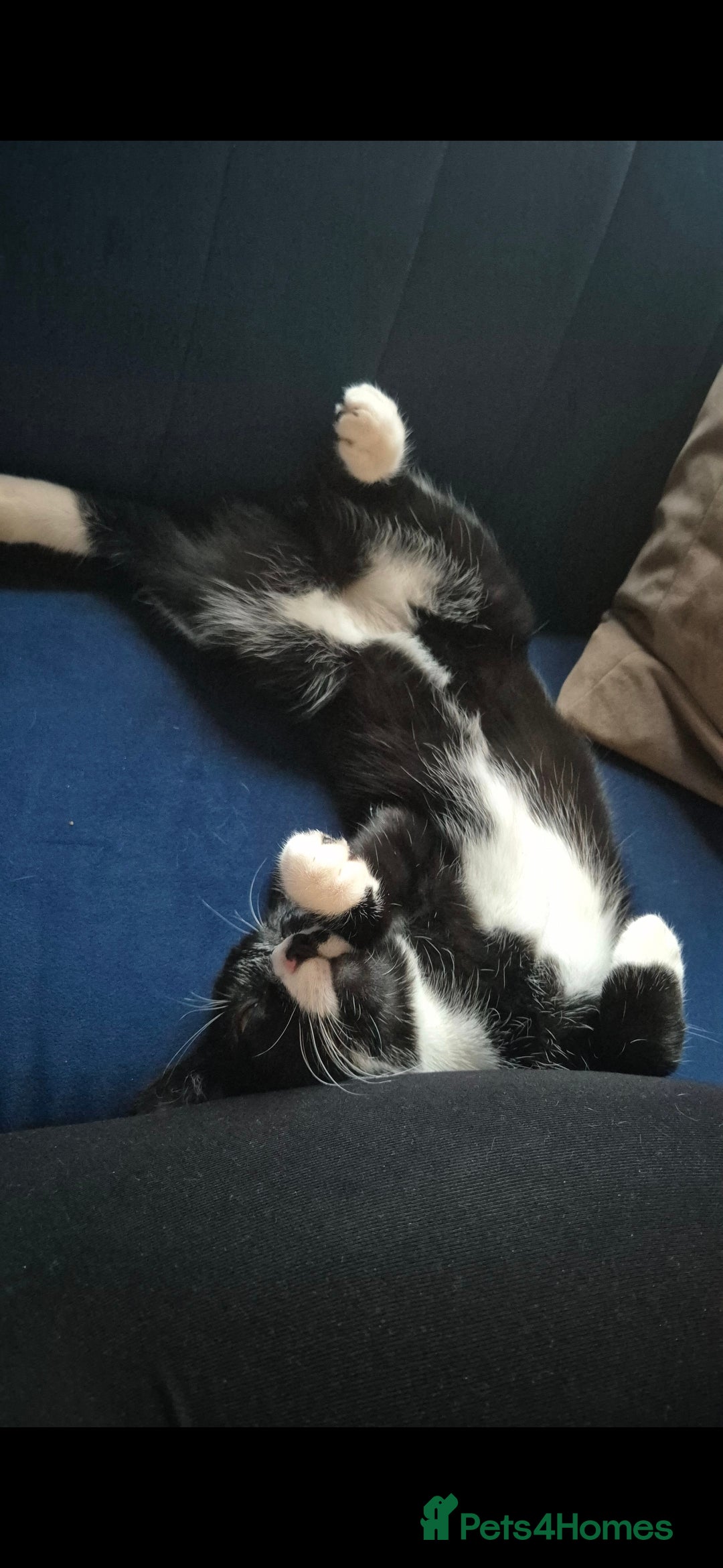 Mixed Breed cats for sale: Male bengal/mix black cat - Advert 6