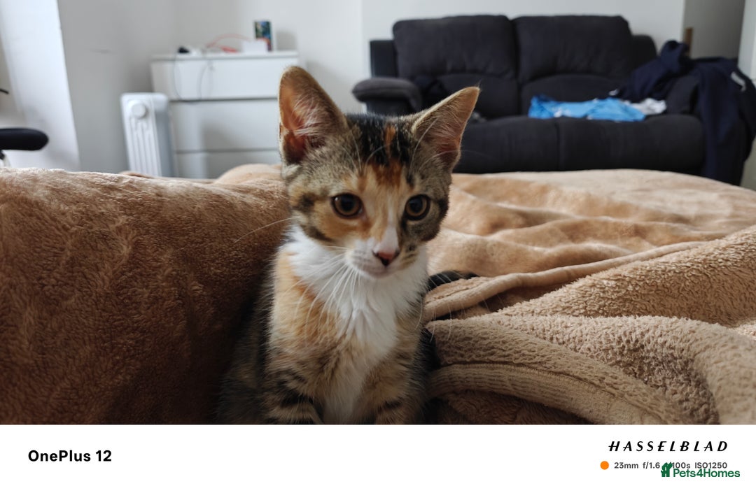 American Shorthair cats for sale: 🐾 Adorable Young Calico Cat Looking  - Image 5