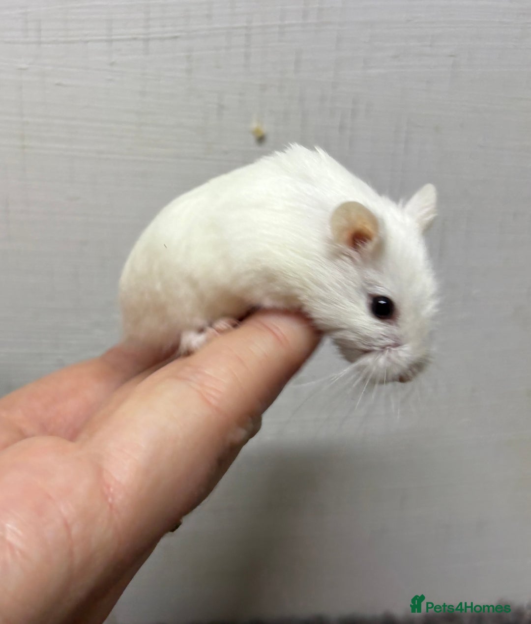 Hamster rodents for sale: Dwarf robrovski hamster babies  - Image 12