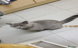 British Shorthair cats for stud: GCCF Active BLUE BOY for stud 💙 in Bexleyheath - Image 7