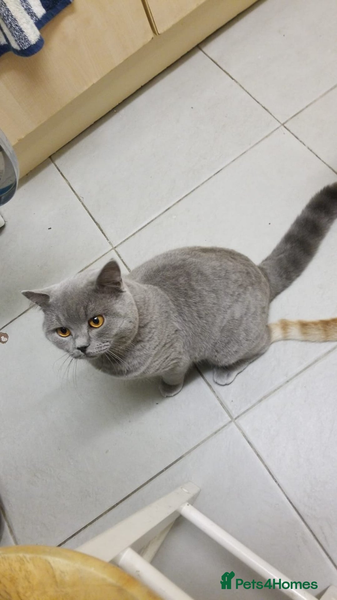 British Shorthair cats for stud: GCCF Active BLUE BOY for stud 💙 in Bexleyheath - Image 7