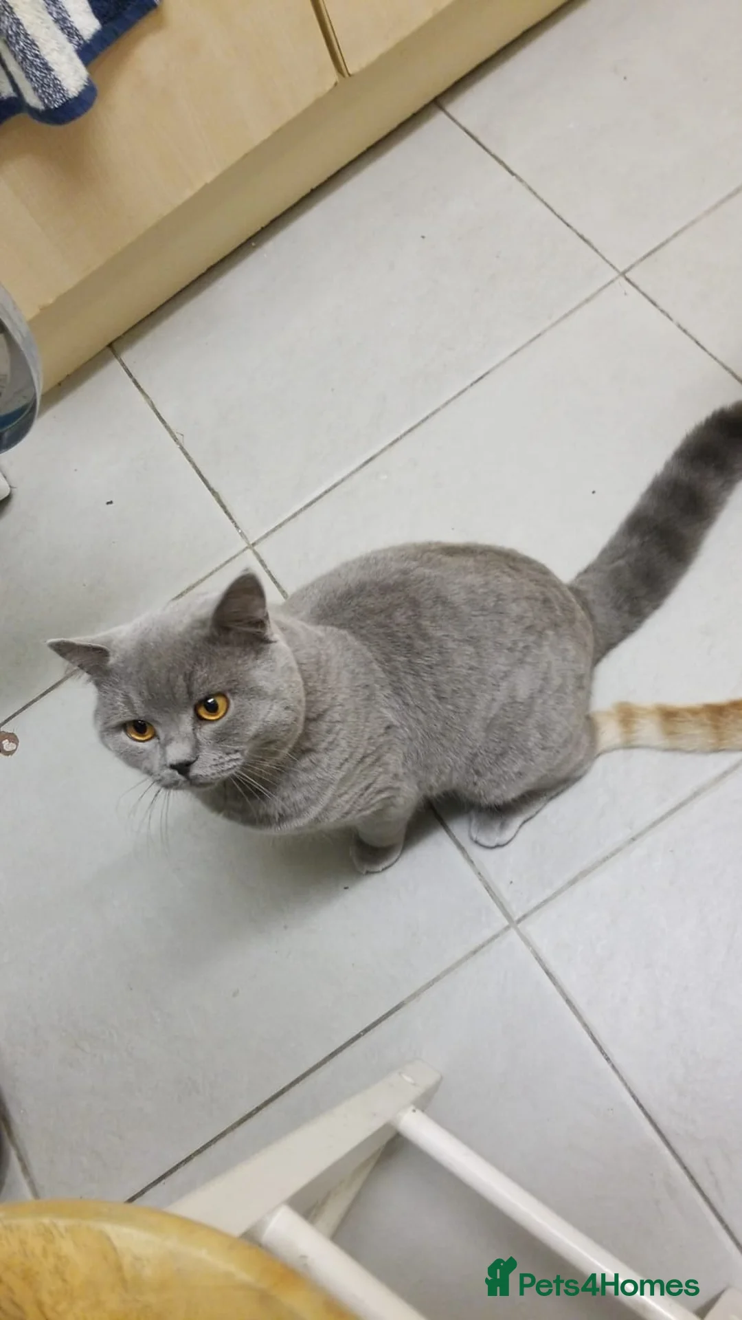 British Shorthair cats for stud: GCCF Active BLUE BOY for stud 💙 in Bexleyheath - Advert 7