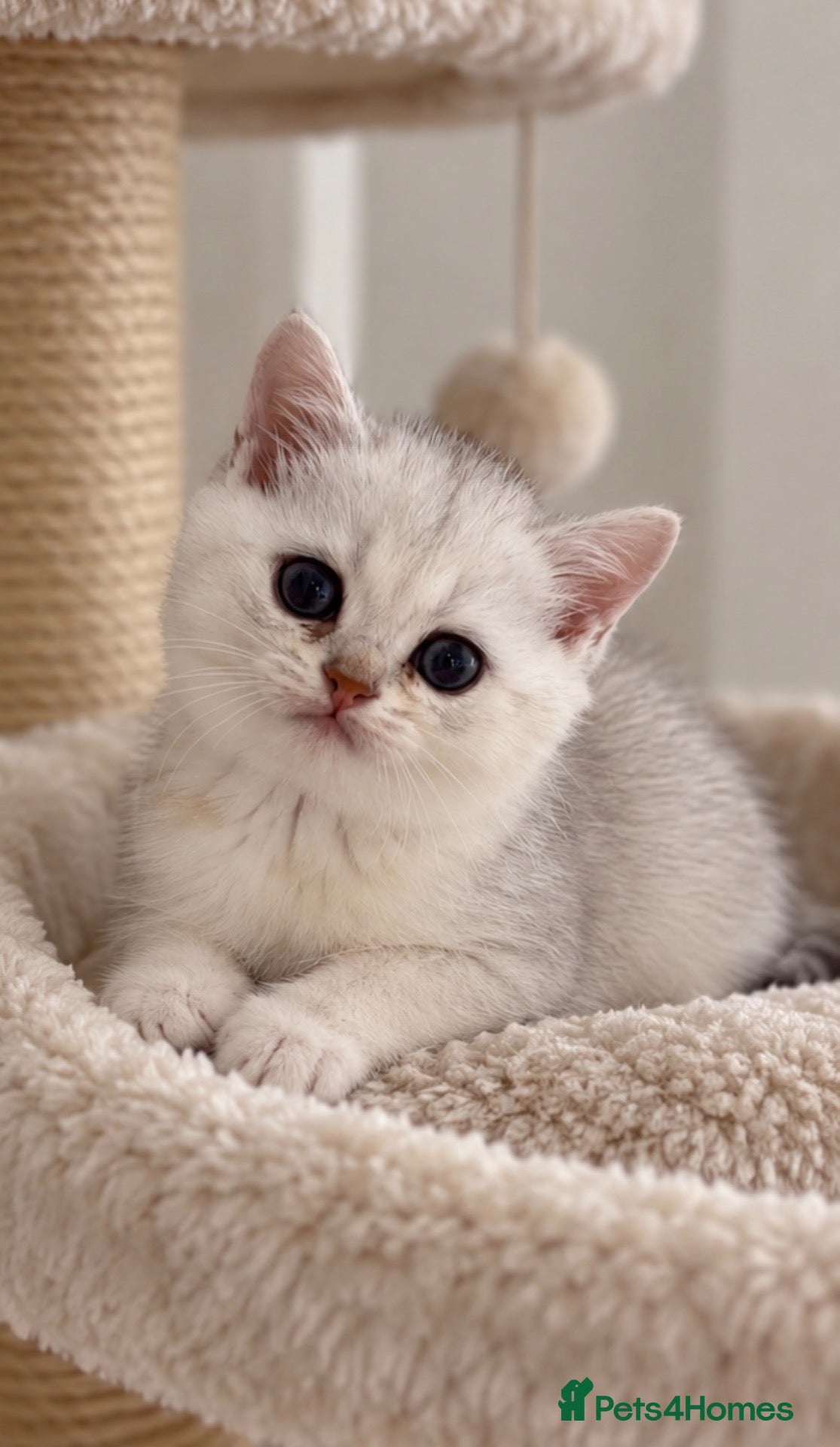 Scottish Fold cats Last White Straight-Eared Kitten Available 💛🐾 - Advert 2
