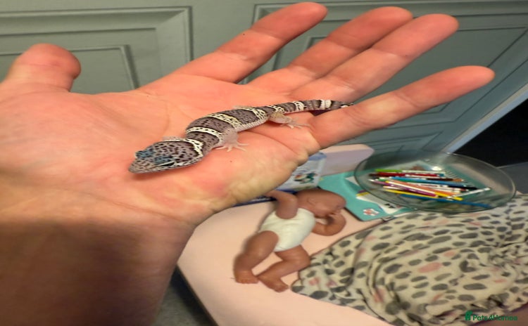 Leopard Gecko reptiles - Advert 9