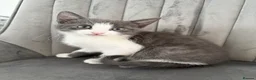 Mixed Breed cats for sale: Ready for their forever home 🥰⭐️ - Advert 28
