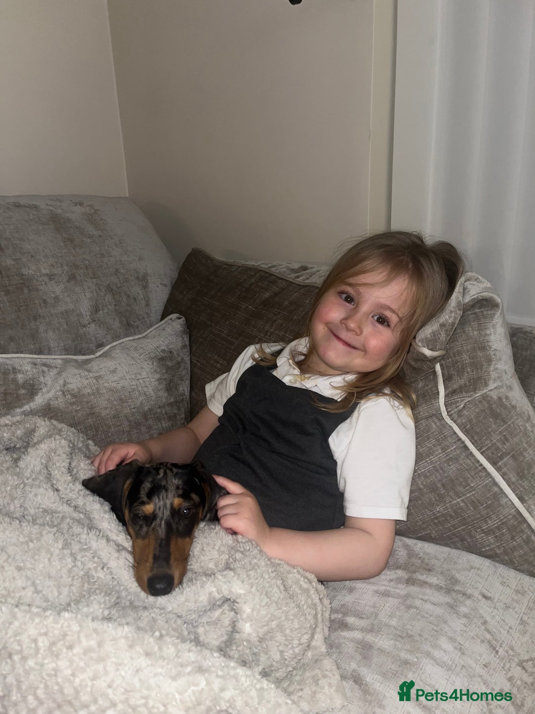Miniature Dachshund dogs for sale: 4 month old gorgeous mini sausage  - Advert 7