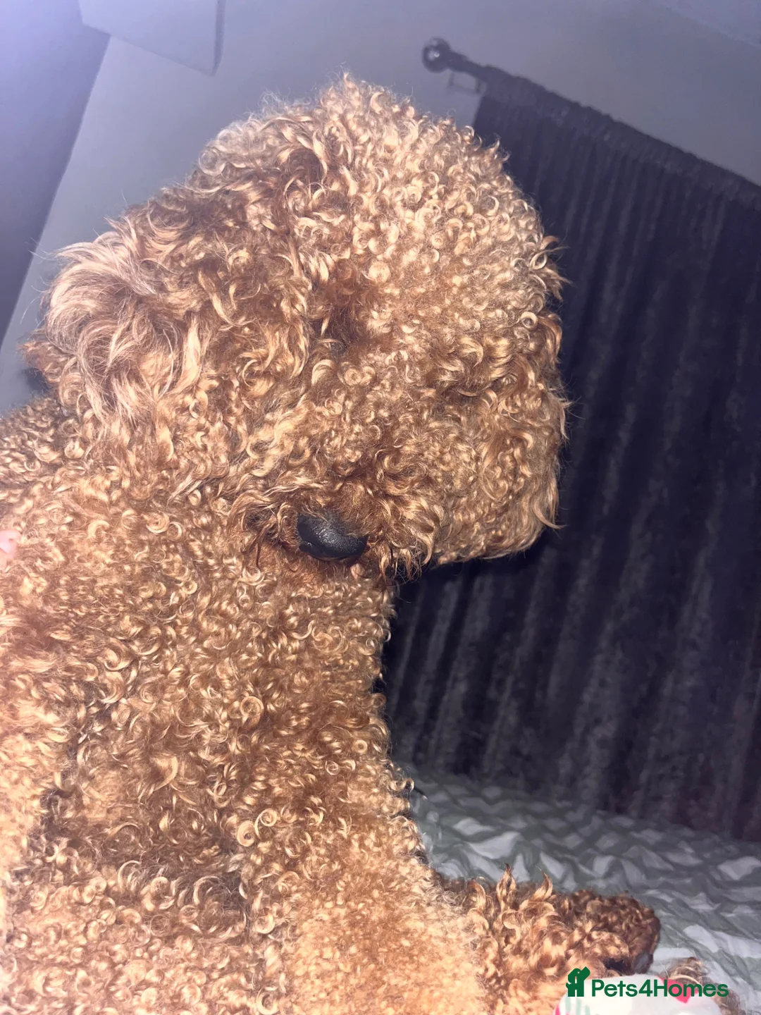 Goldendoodle dogs for sale: Toastie in Liverpool - Advert 2