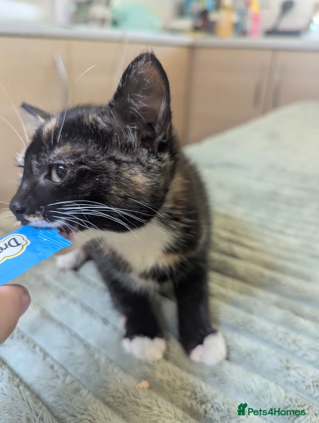 Mixed Breed cats for sale: Calico female kitten - Advert 4