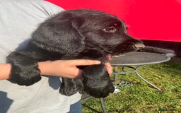 Labradoodle dogs for sale: Labradoodle  - Image 21