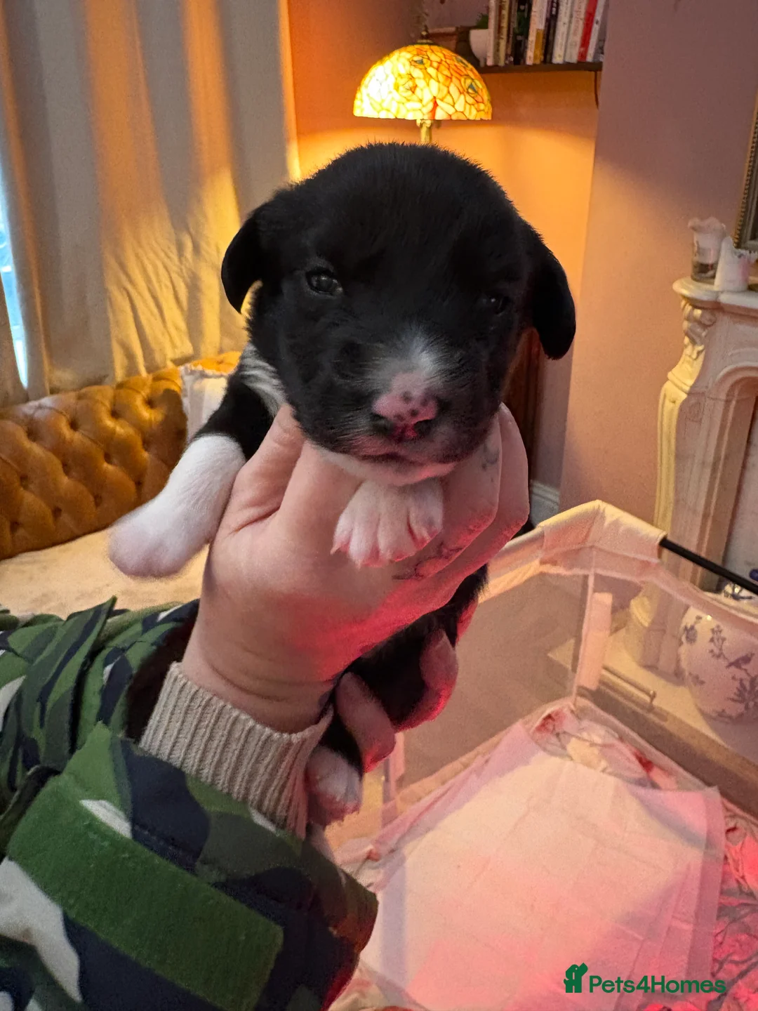 Sprollie dogs for sale: Sprollie puppies  - Advert 1