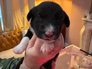 Sprollie dogs Sprollie puppies - Advert 5