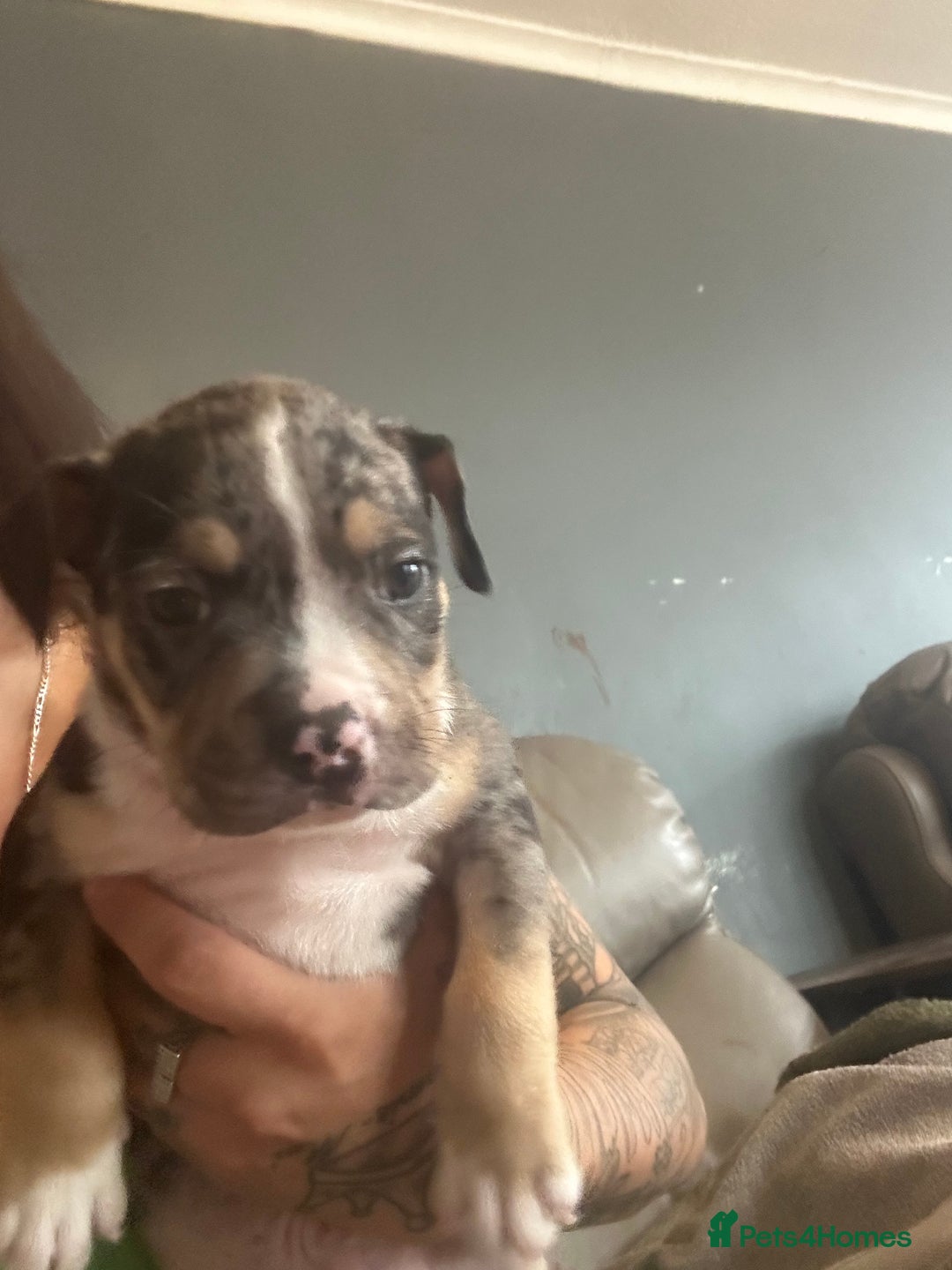 Mixed Breed dogs for sale: Pocket bully - Image 2