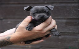 Staffordshire Bull Terrier dogs for sale: 9 Beautiful Black & Blue pups  - Image 7
